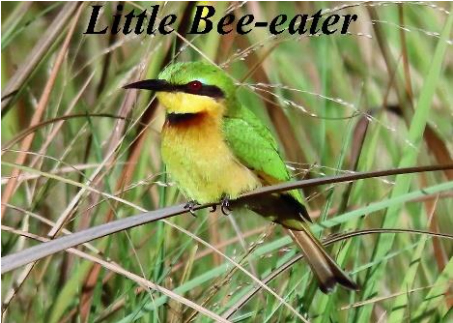 Little Bee-eater